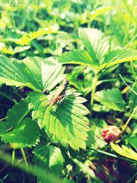 Close-up of insect on plant