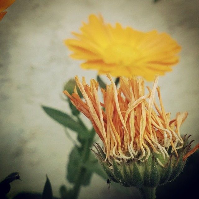 flower, freshness, petal, fragility, close-up, flower head, orange color, beauty in nature, growth, indoors, plant, nature, single flower, blooming, yellow, focus on foreground, no people, stem, studio shot, selective focus