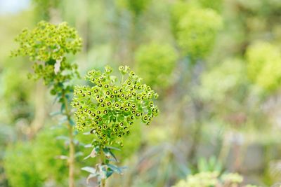 Close-up of yellow flowering plant