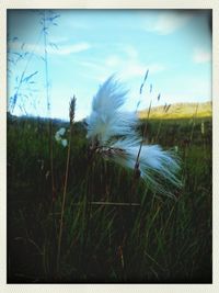 View of grassy field against sky