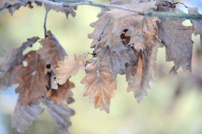 Cropped image of oak tree branch