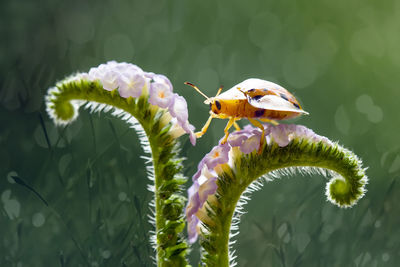 Tortoise beetle on wild flower