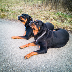 High angle view of dog sitting outdoors