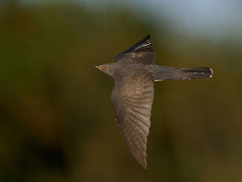 Close-up of bird flying