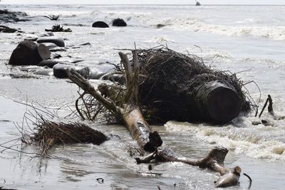 Driftwood on beach