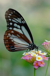 Close-up of butterfly pollinating on flower
