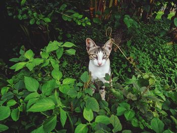 Portrait of a cat