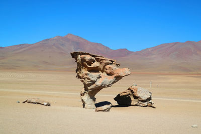 Stone tree called arbol de piedra, rock formation in eduardo avaroa andean fauna, sur lipez, bolivia