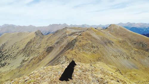 Dog sitting on mountain against sky