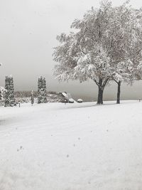 Trees on snow covered field against sky