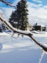 Close-up of frozen tree against sky