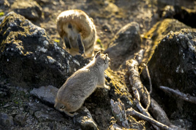 High angle view of sheep on rock