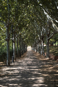 Footpath amidst trees in forest