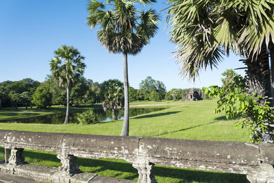 Scenic view of palm trees on field against sky