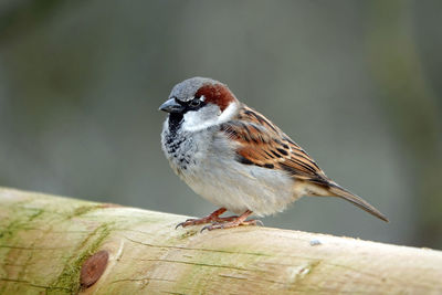 House sparrow