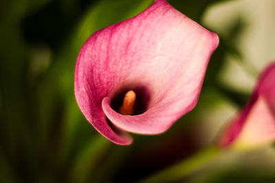 Close-up of pink flower