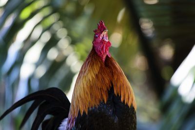 Close-up of rooster