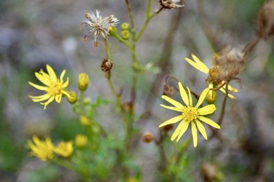 Close-up of yellow flowering plant