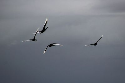 Low angle view of bird flying in sky