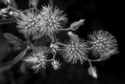 Close-up of flowering plant