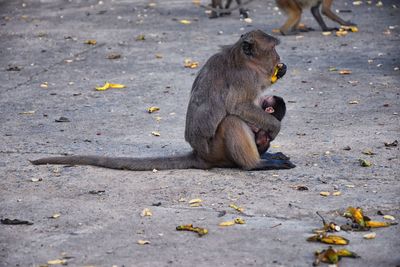 Macaque long tailed monkey, close-up genus macaca cercopithecinae, monkeys in thailand. asia.