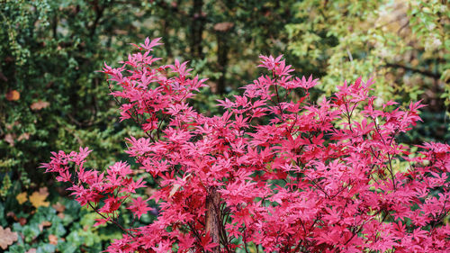 Close-up of pink flowering plants