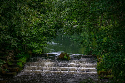 Stream flowing through rocks in forest