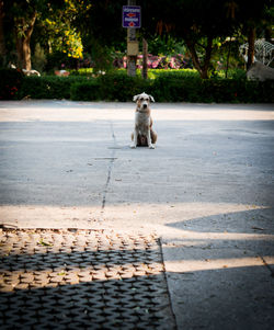 Portrait of dog sitting on road