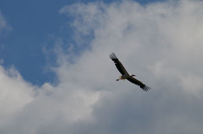 Low angle view of bird flying in sky