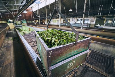 High angle view of plants