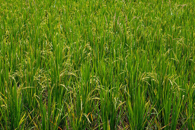 Full frame shot of rice field