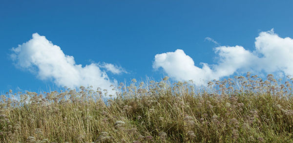 Panoramic view of field against sky