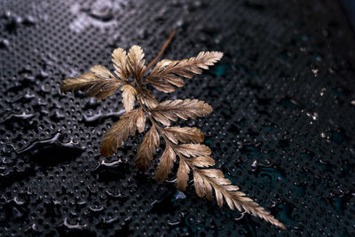 High angle view of wilted flower on wood