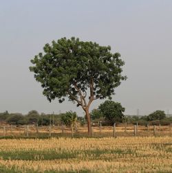 Tree on field against clear sky