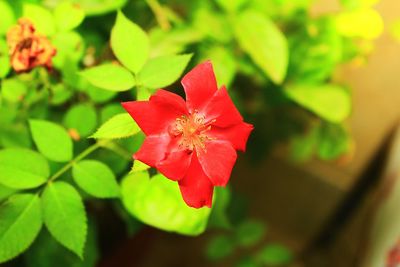 Close-up of red flowering plant