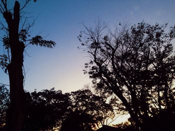 Low angle view of silhouette trees against sky