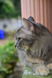 Close-up of a cat looking away