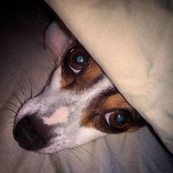 Close-up portrait of dog