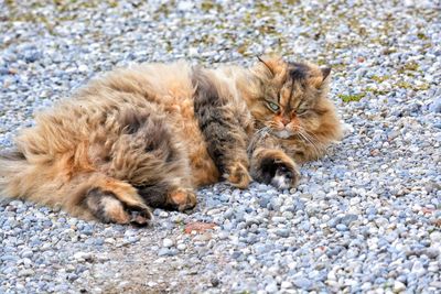Close-up of cat lying on pebbles