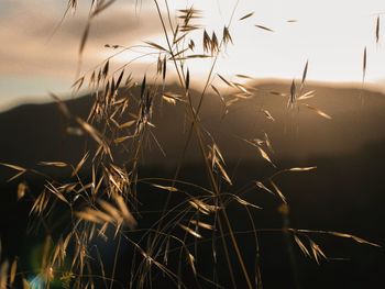 Close-up of grass on field against sky during sunset