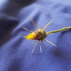 Close-up of insect on flower