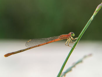 Close-up of grasshopper