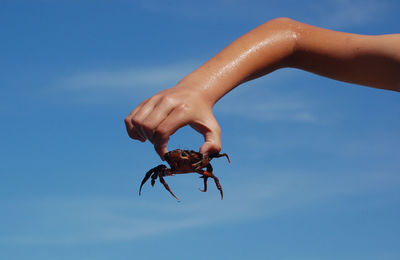 A boy holding a crab at the sea.