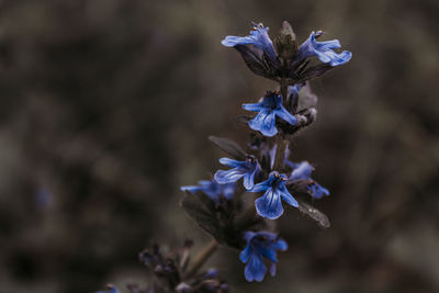 Close-up of purple flowering plant