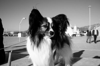 Close-up of dog against sky