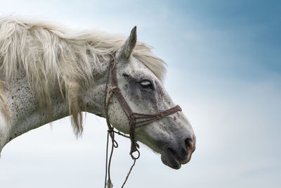 Close-up of horse against sky