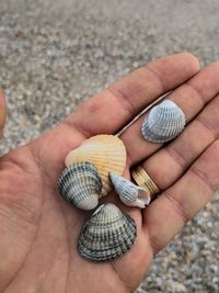 Close-up of person holding seashell