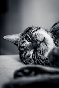 Close-up of a cat with eyes closed