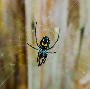 Close-up of spider on web