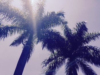 Low angle view of palm trees against sky